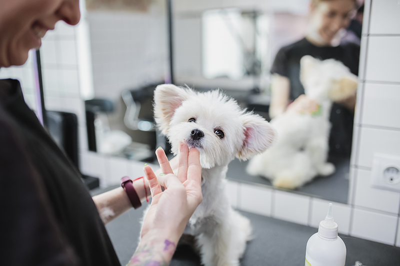 Grooming i kąpiel psów. Opieka nad małymi przyjaciółmi.