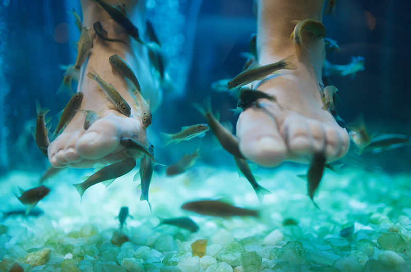 Fish Pedicures: Diving Deep into Fish Spas