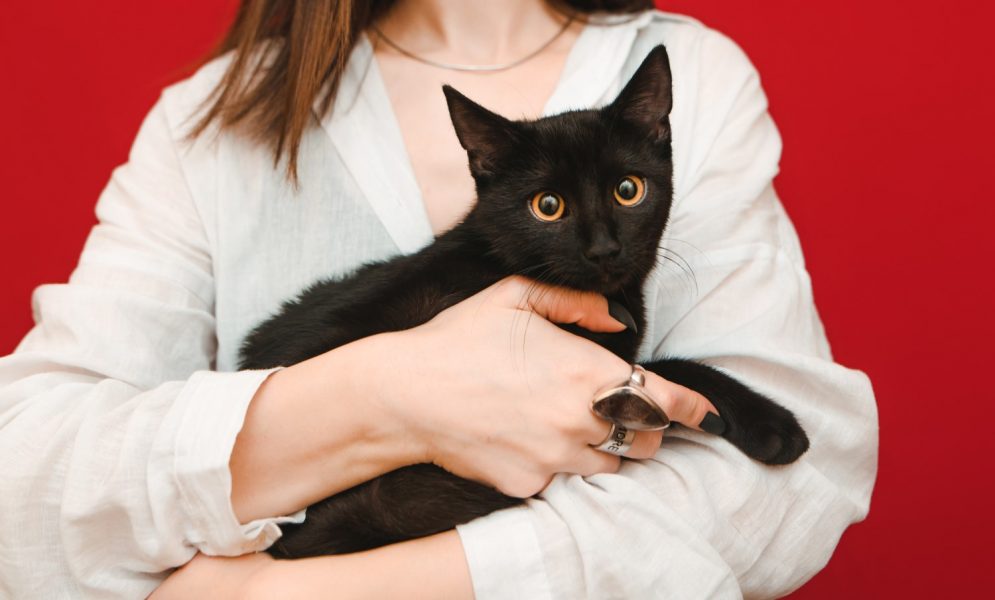 6 Pet Services To Book For Your Cat