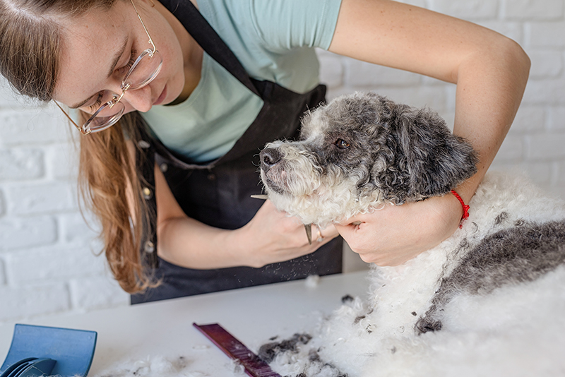 Obcinanie psu włosów wokół oczu u groomera.