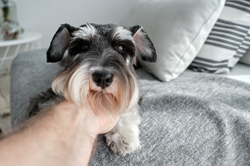 Schnauzer