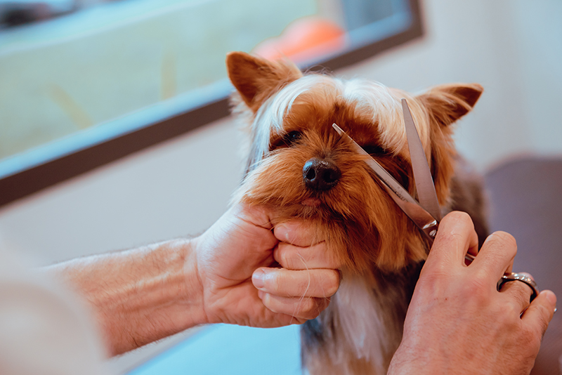 Yorkshire Terrier u groomera.