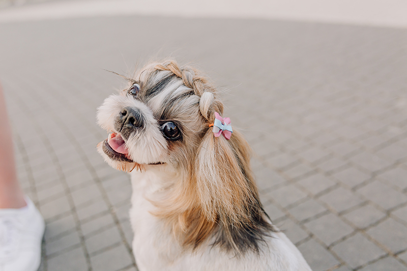 Shih Tzu z upiętą grzywką.